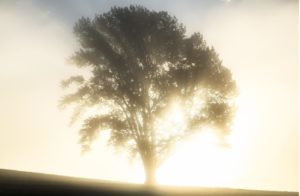 木と大地4
